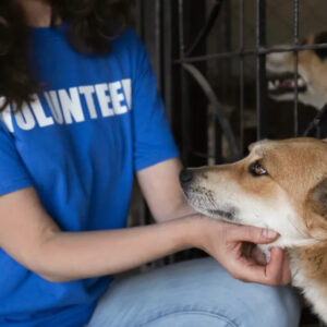 Animal Welfare Volunteering In Tanzania